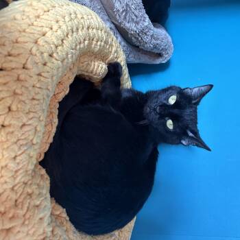 Nathy -  Domestic Short Hair Cat for Adoption in Asheville, North Carolina - Nathy | PetCurious