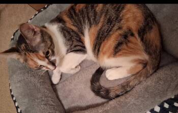 Rescue Calico Cats for Adoption in Pawleys Island, South Carolina - Sadie | PetCurious