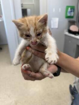 Cantaloupe -  Domestic Short Hair Cat for Adoption in Lafayette, Indiana - Cantaloupe | PetCurious
