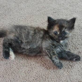 Biscuit -  Domestic Long Hair Cat for Adoption in Riverside, California - Biscuit | PetCurious