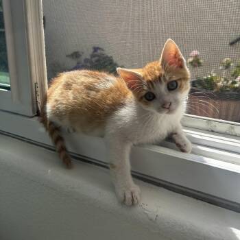 Jack -  Domestic Short Hair Cat for Adoption in Costa Mesa, California - Jack | PetCurious