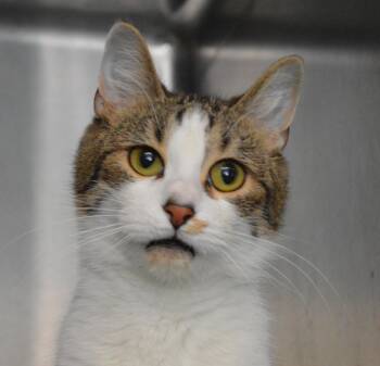 Domestic Short Hair Cats Available for Adoption - MASTADONNA | PetCurious