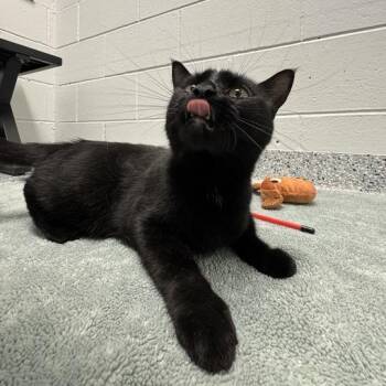 Odette -  Domestic Short Hair Cat for Adoption in Dayton, Ohio - Odette | PetCurious