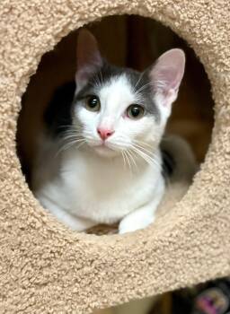 Rescue Domestic Short Hair Cats for Adoption in Scottsdale, Arizona - Georgie | PetCurious