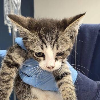 Odie -  Domestic Short Hair Cat for Adoption in Newark, New Jersey - Odie | PetCurious