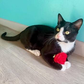 Pancho -  Domestic Short Hair Cat for Adoption in New York, New York - Pancho | PetCurious