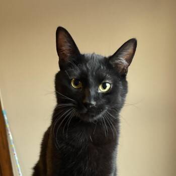 Domestic Short Hair Cats Available for Adoption - ARROW | PetCurious