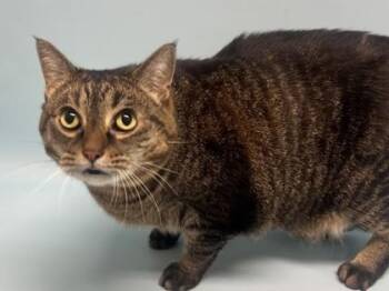 Princess -  Domestic Short Hair Cat for Adoption in Golden Valley, Minnesota - Princess | PetCurious