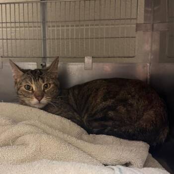 Domestic Short Hair Cats Available for Adoption in Bristol, Indiana - Julia | PetCurious