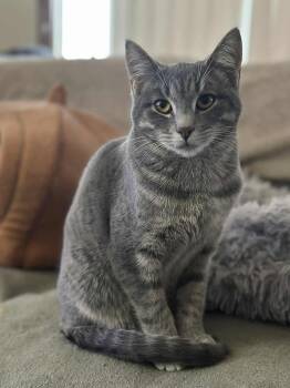 Cochin -  Domestic Short Hair Cat for Adoption in Hamilton, Michigan - Cochin | PetCurious