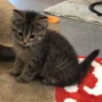 American Shorthair Cats Available for Adoption - Faisy -Blk Tiger | PetCurious