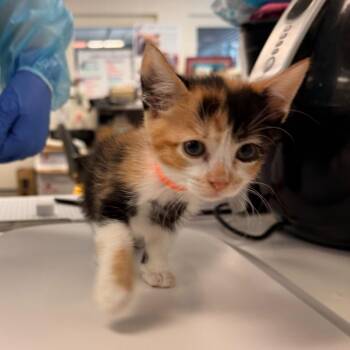 Starry Night -  Domestic Short Hair Cat Available for Adoption in Los Angeles, California - Starry Night | PetCurious