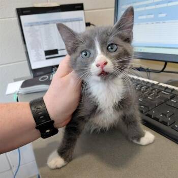 A569066 -  Domestic Medium Hair Cat for Adoption - A569066 | PetCurious
