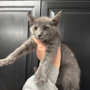 Nutty Buddy -  Domestic Short Hair Cat for Adoption in Granville, Ohio - Nutty Buddy | PetCurious