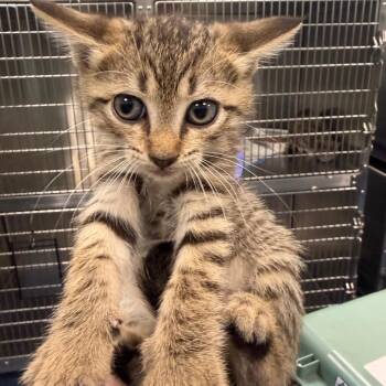 Great Sand Dunes (red) -  Domestic Short Hair Cat for Adoption in Greensboro, North Carolina - Great Sand Dunes (red) | PetCurious