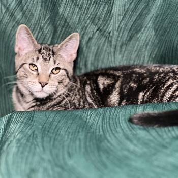 Rescue Domestic Short Hair Cats for Adoption in Cortland, New York - Koala | PetCurious