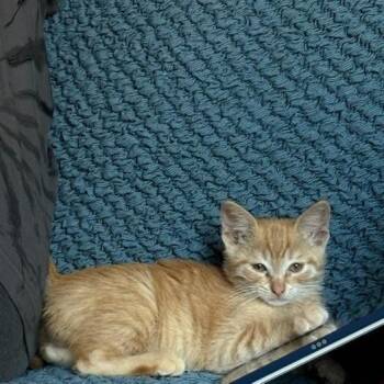 Ice Cream Cone -  Domestic Short Hair Cat for Adoption in Lincoln, California - Ice Cream Cone | PetCurious
