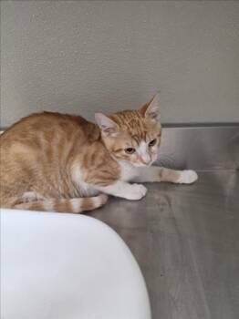 WINSTON -  Domestic Short Hair Cat for Adoption in Tracy, California - WINSTON | PetCurious