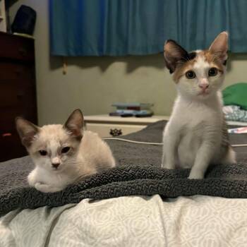 Piper & Eggs -  Siamese and Domestic Short Hair Cat for Adoption in Liverpool, Texas - Piper & Eggs | PetCurious