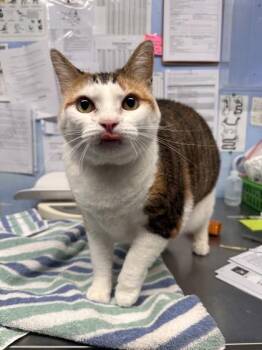 Athena -  Domestic Short Hair Cat for Adoption in Roseville, California - Athena | PetCurious