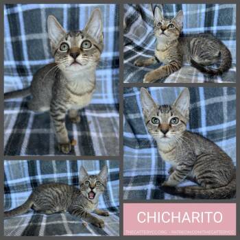 Chicharito -  Domestic Short Hair Cat for Adoption in Corpus Christi, Texas - Chicharito | PetCurious