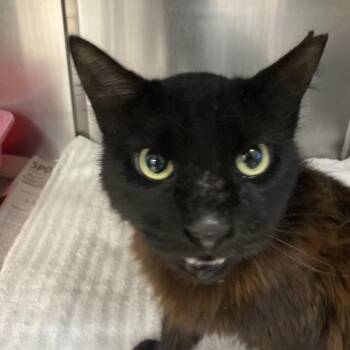 Domestic Short Hair Cats Available for Adoption in Galveston, Texas - Pinata | PetCurious
