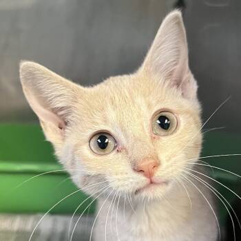 Celebrity -  Domestic Short Hair Cat for Adoption in Jacksonville, Arkansas - Celebrity | PetCurious