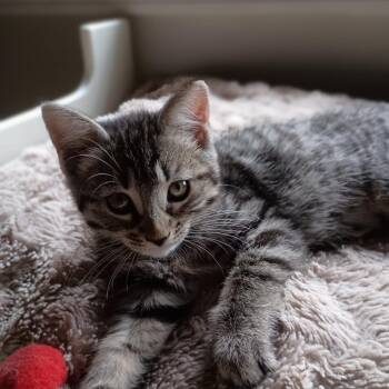 Pokie -  Domestic Short Hair Cat for Adoption in Bedford, New Hampshire - Pokie | PetCurious