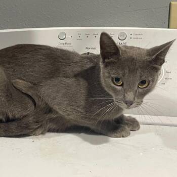 Tiffany -  Russian Blue Cat for Adoption in Mount Vernon, Arkansas - Tiffany | PetCurious