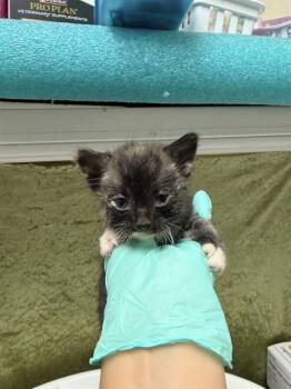 GORGIA -  Domestic Short Hair Cat for Adoption in Riverside, California - GORGIA | PetCurious