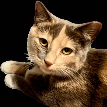 American Shorthair and Calico Cats Available for Adoption in St. Peters, Missouri - Lizzie | PetCurious