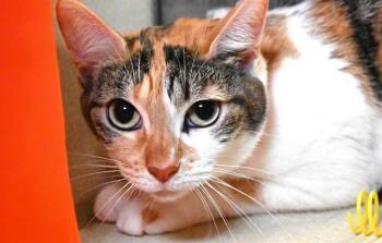 Domestic Short Hair Cats Available for Adoption in Fort Lauderdale, Florida - SARAH | PetCurious