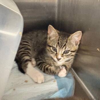 Stripes -  Domestic Short Hair Cat Available for Adoption in Pennsville Township, New Jersey - Stripes | PetCurious