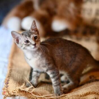 Brumhilda -  Domestic Short Hair Cat for Adoption in Dallas, Texas - Brumhilda | PetCurious