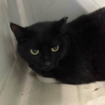 Domestic Short Hair Cats Available for Adoption in Greensboro, North Carolina - Ear Tipped | PetCurious