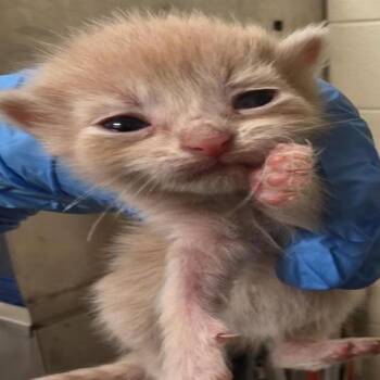 Boo -  Domestic Short Hair Cat for Adoption in Grantsville, Utah - Boo | PetCurious