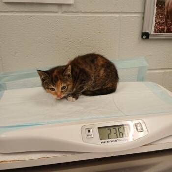 Garbanzo Bean -  Domestic Short Hair Cat for Adoption in Chattanooga, Tennessee - Garbanzo Bean | PetCurious