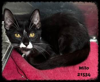MILO -  Domestic Short Hair and Tuxedo Cat for Adoption in Marietta, Georgia - MILO | PetCurious
