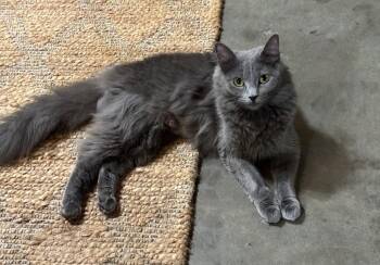 Russian Blue Cats Available for Adoption in Hammond, Louisiana - Clarissa | PetCurious