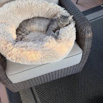 FOUND WATSON FIELD -  Domestic Short Hair Cat for Adoption in Rochester, Minnesota - FOUND WATSON FIELD | PetCurious