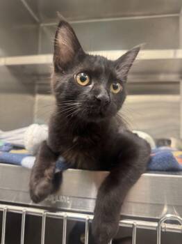 Scylla -  Domestic Short Hair Cat for Adoption in Hilton Head Island, South Carolina - Scylla | PetCurious