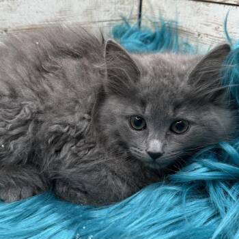 Cloudy -  Domestic Long Hair Cat for Adoption in Lexington, Kentucky - Cloudy | PetCurious