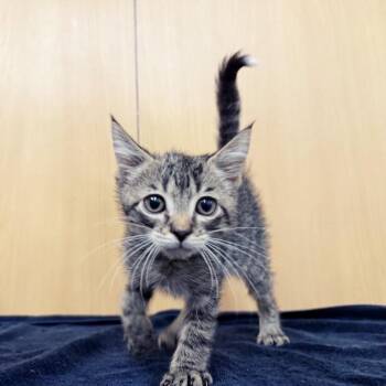 Kerry -  Domestic Short Hair Cat for Adoption in Brentwood, Missouri - Kerry | PetCurious