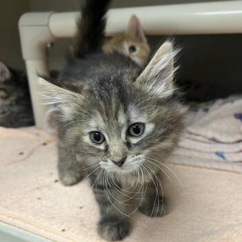 Inigo -  Domestic Short Hair Cat for Adoption in Mentor, Ohio - Inigo | PetCurious