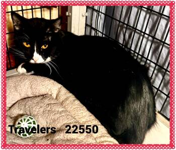 TRAVELERS (ALSO SEE DAVID & BARRY) -  Domestic Short Hair Cat for Adoption in Marietta, Georgia - TRAVELERS (ALSO SEE DAVID & BARRY) | PetCurious