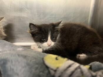 Domestic Medium Hair and Domestic Short Hair Cats Available for Adoption in Grand Prairie, Texas - SILVERTHORN | PetCurious