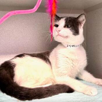 Domestic Short Hair Cats Available for Adoption in New York, New York - Precious Babycakes | PetCurious
