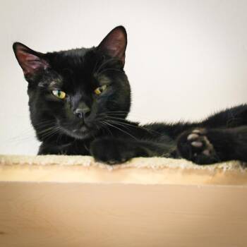 Domestic Short Hair Cats Available for Adoption in Topeka, Kansas - **Cat Cafe** Hank | PetCurious