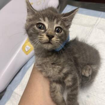 Fortune -  Domestic Short Hair Cat for Adoption in Summerville, South Carolina - Fortune | PetCurious