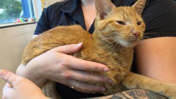MICHEAL -  Domestic Short Hair Cat for Adoption in Charlotte, North Carolina - MICHEAL | PetCurious